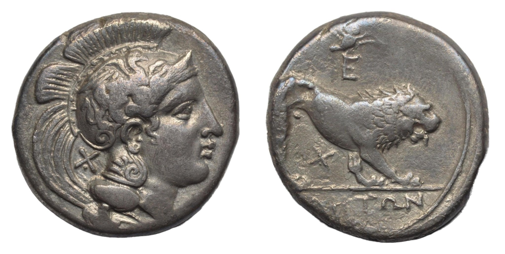 Lucania. Velia. 340-334BC. Didrachm. Athena & Lion - Premium Ancient Coins - Didrachm