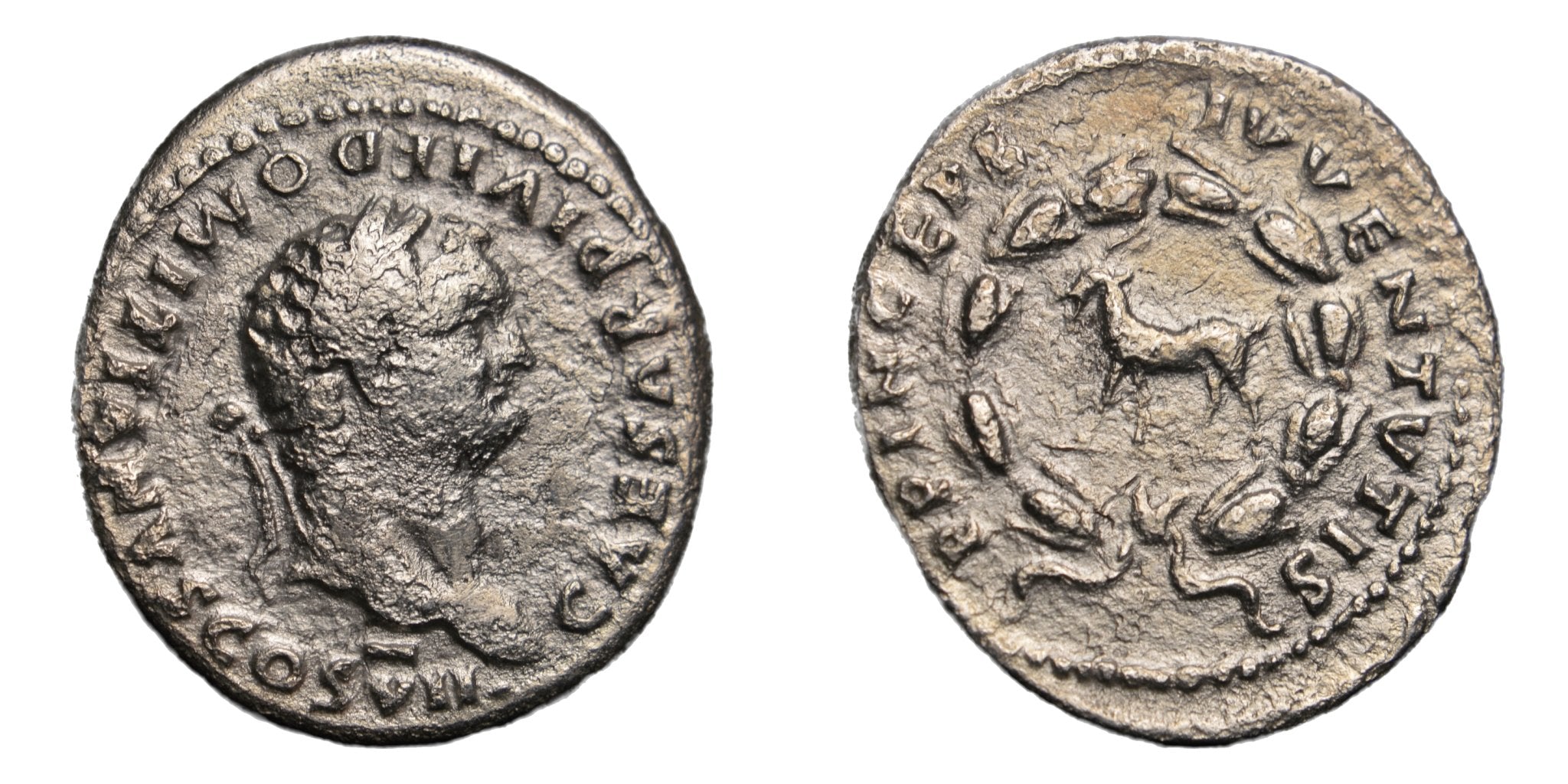 Domitian 69-81AD Denarius Rome. Cretan Goat - Premium Ancient Coins - Denarius