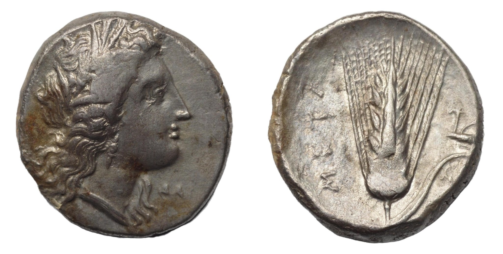Lucania. Metapontion. Didrachm 330-290 BC - Premium Ancient Coins - Didrachm