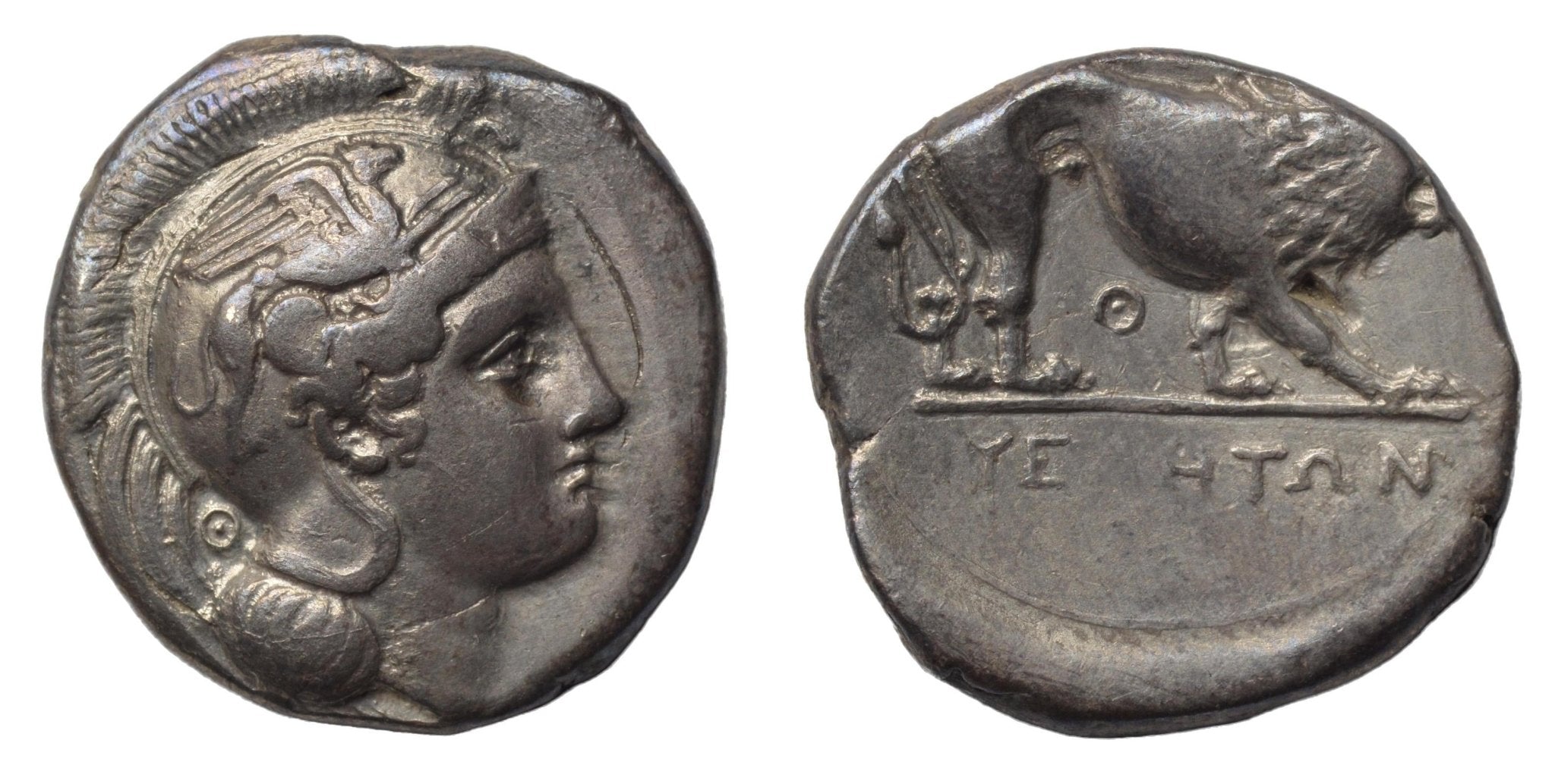 Lucania. Velia. 340-334BC. Didrachm. Athena & Griffin - Premium Ancient Coins - Didrachm